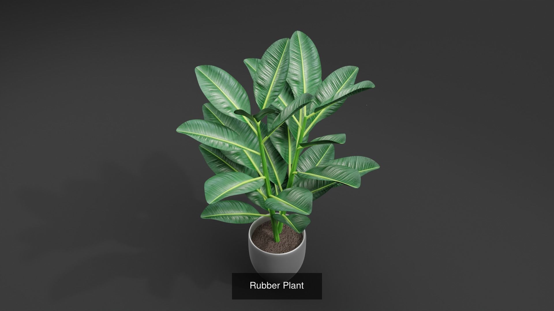 Plant and Flower 3D Model Collection_35