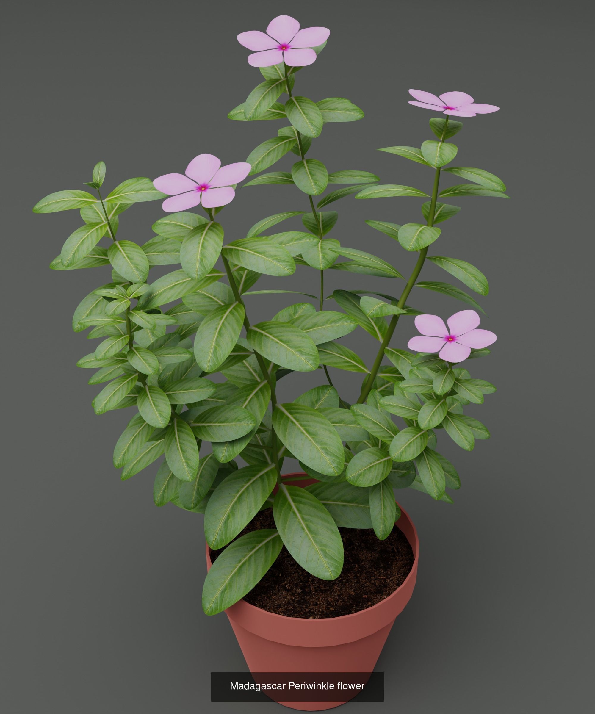 Plant and Flower 3D Model Collection_60