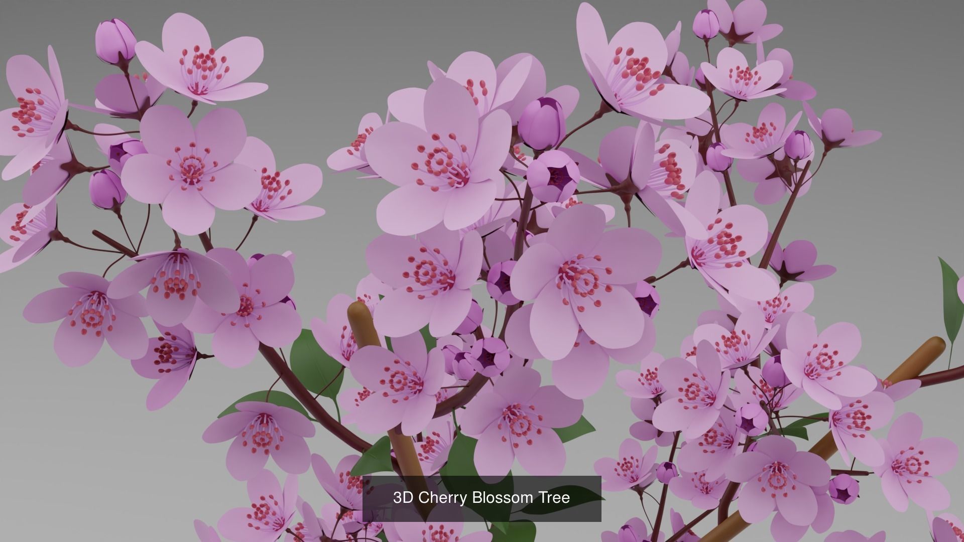 Plant and Flower 3D Model Collection_19