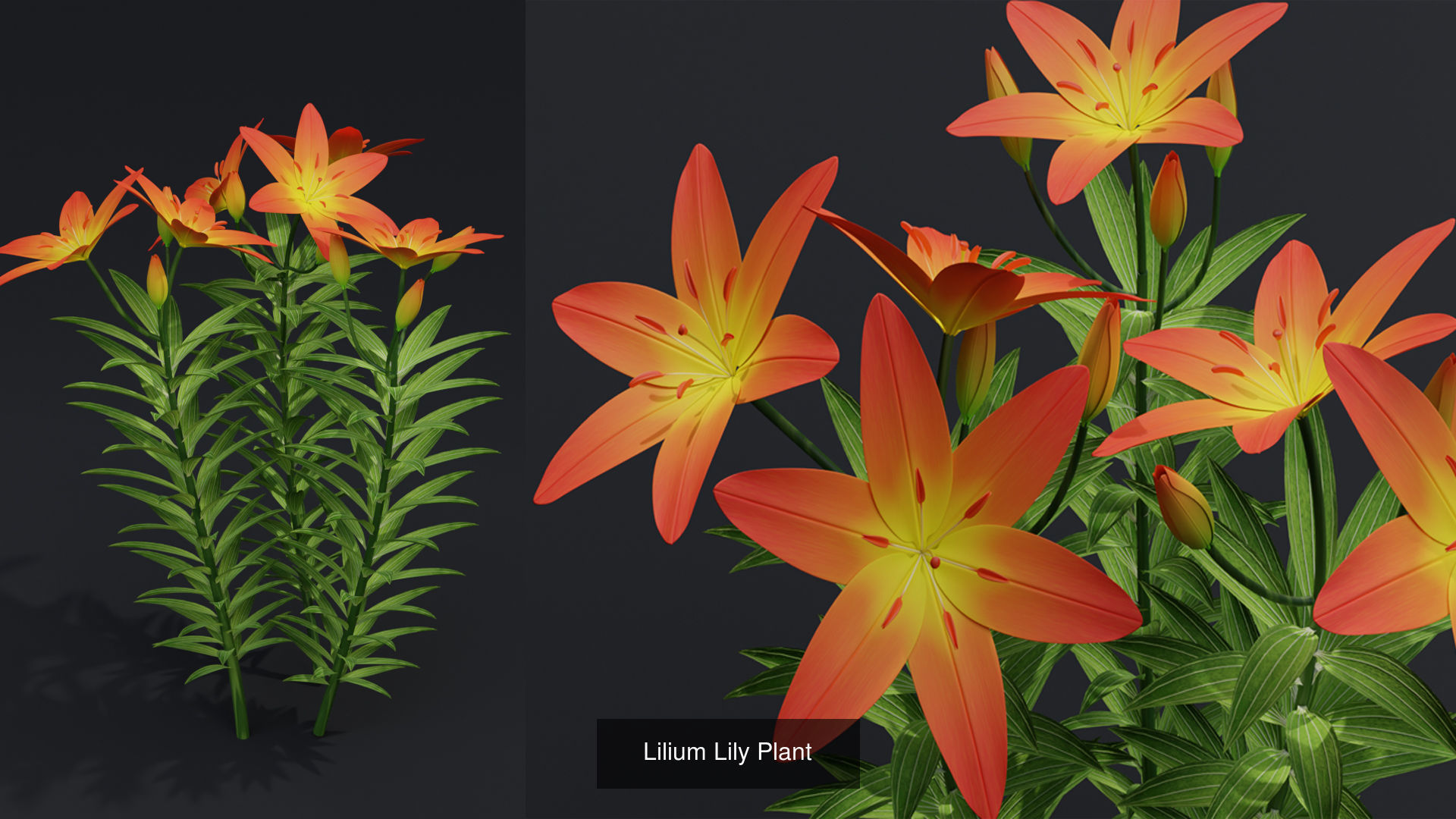 Plant and Flower 3D Model Collection_45
