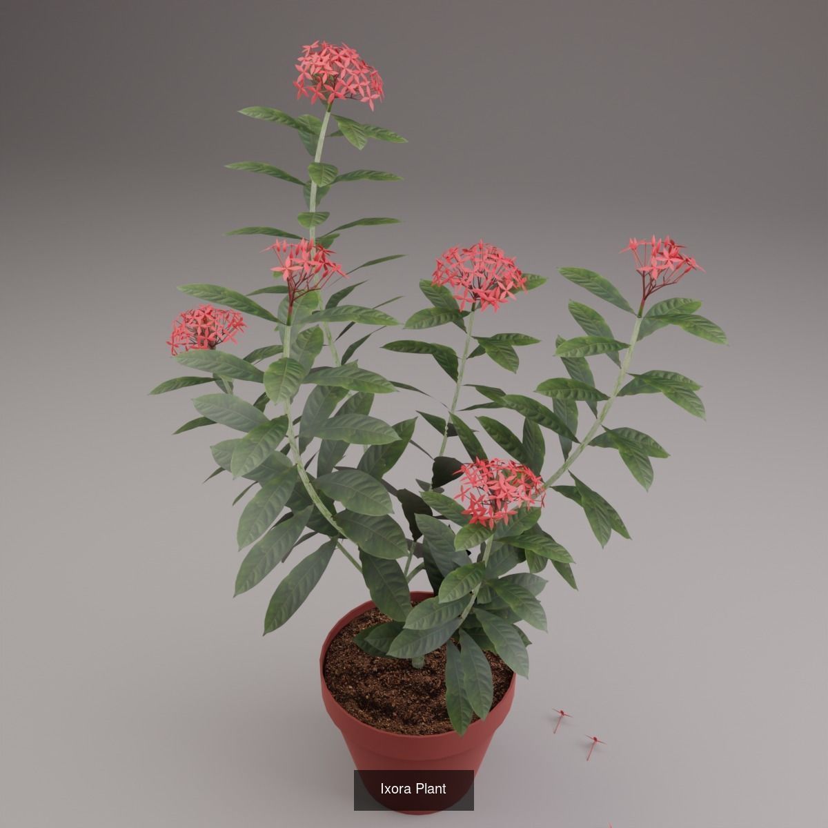 Plant and Flower 3D Model Collection_69