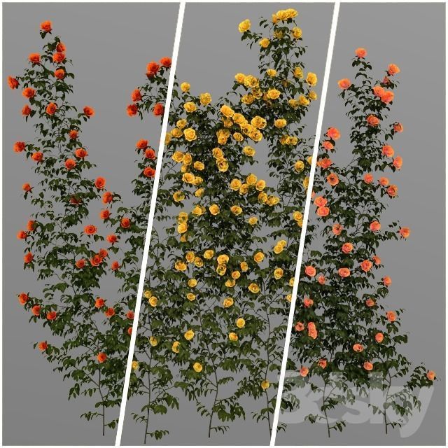 rose flower 3D model_2