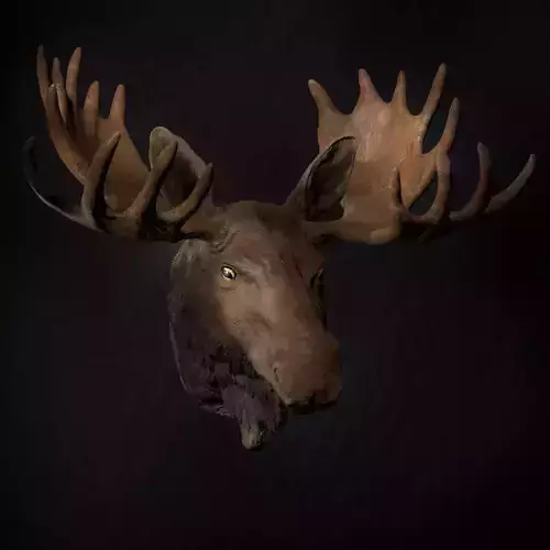 Bull Elk - Portrait including Wall Mounting