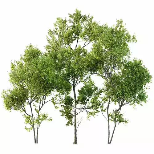 summer trees 3D model