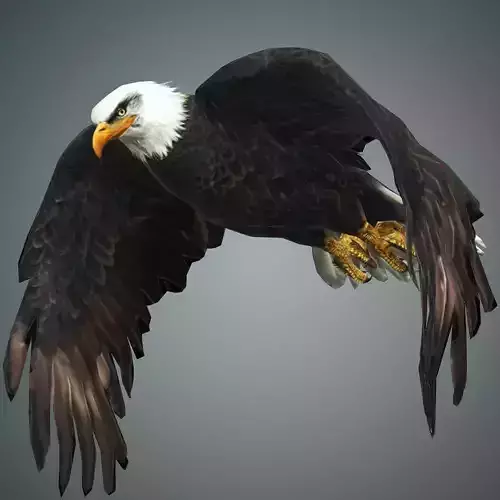 Bird Eagle with animation