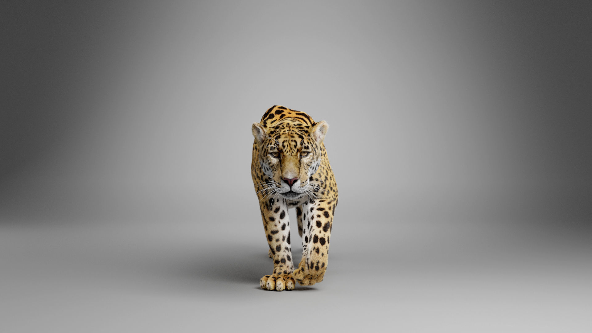 Jaguar-Panthera Onca- Animated   VFX Grace 3D model_11