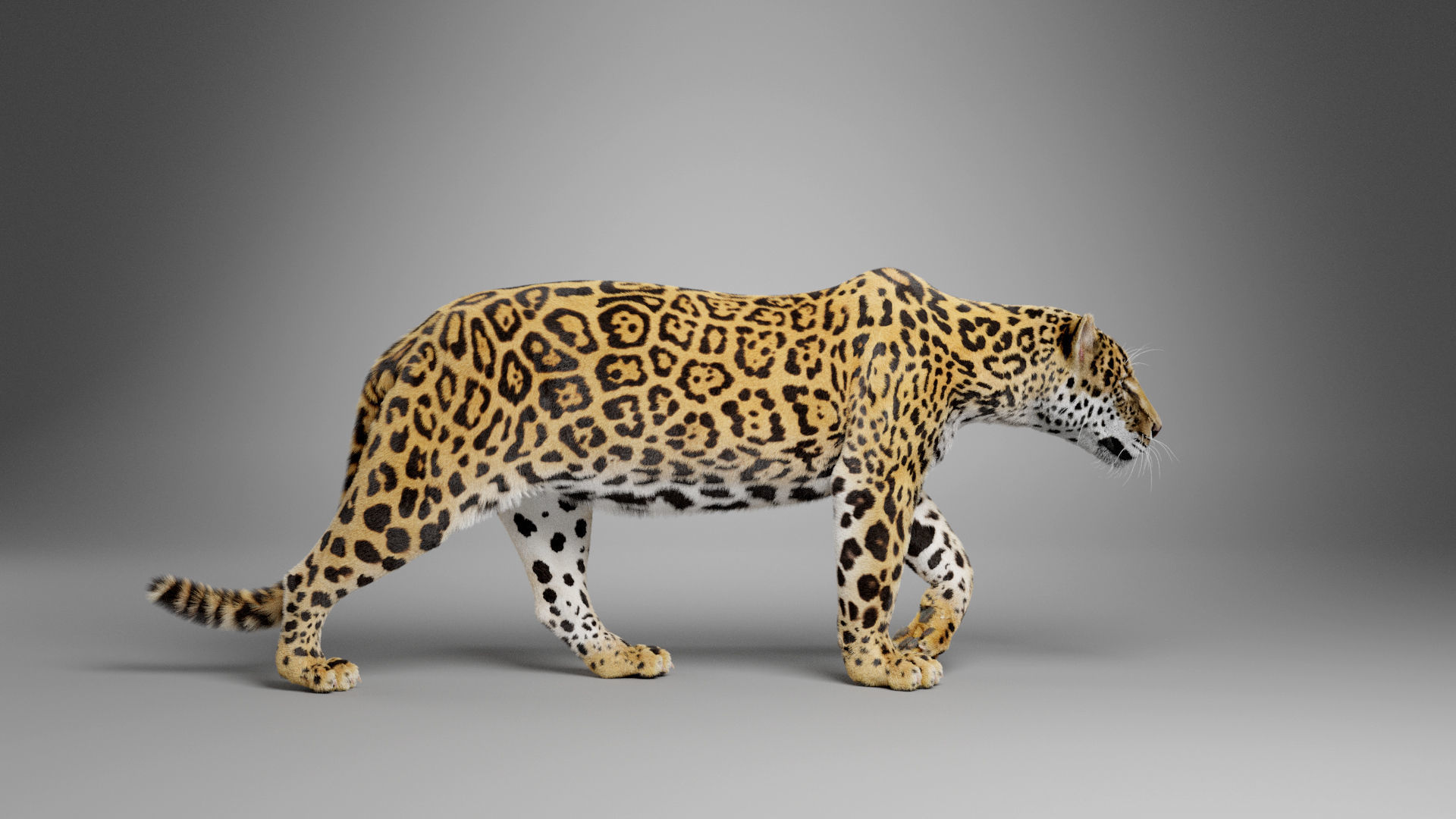 Jaguar-Panthera Onca- Animated   VFX Grace 3D model_5