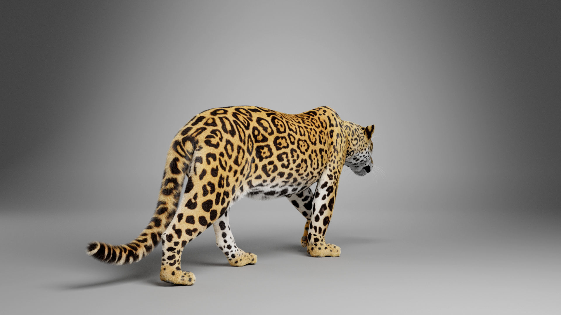 Jaguar-Panthera Onca- Animated   VFX Grace 3D model_6