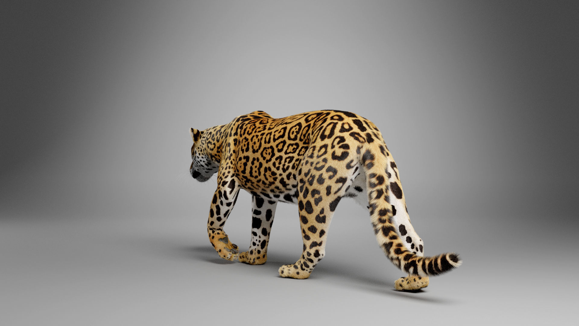 Jaguar-Panthera Onca- Animated   VFX Grace 3D model_8