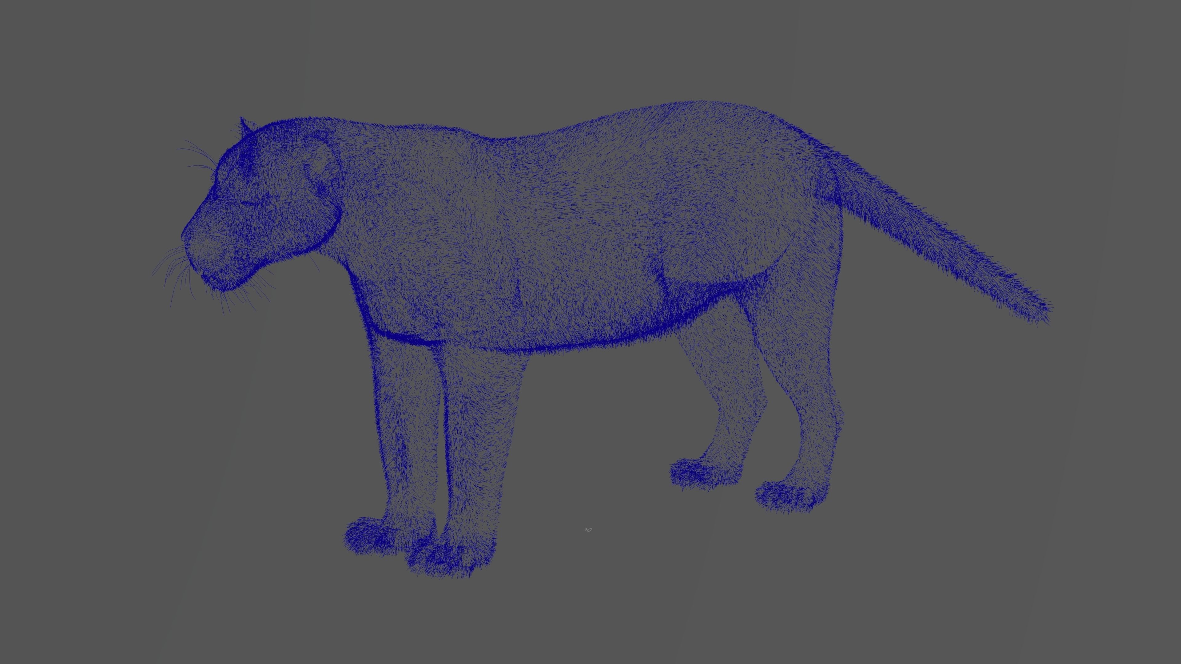 Jaguar-Panthera Onca- Animated   VFX Grace 3D model_12