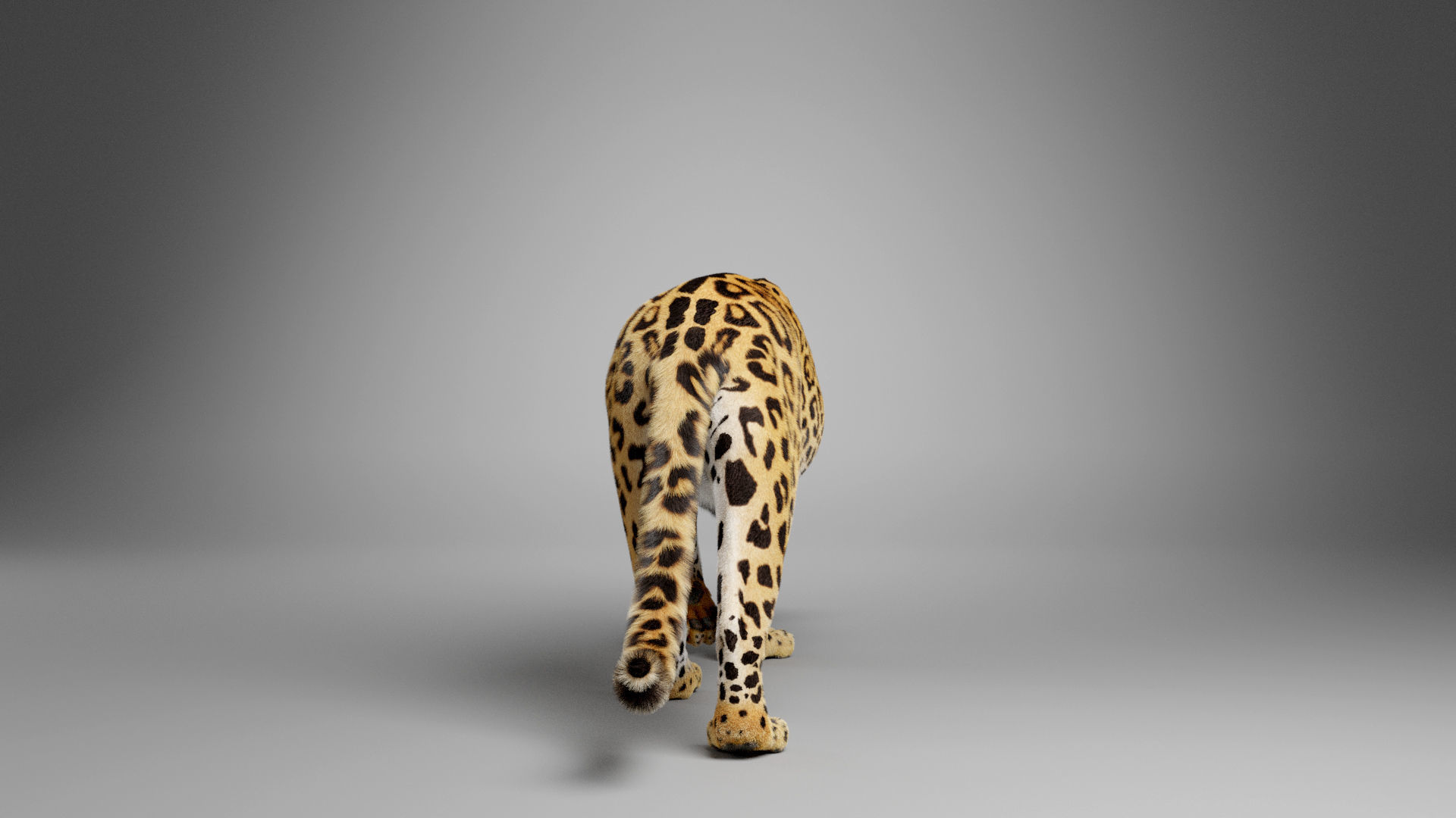 Jaguar-Panthera Onca- Animated   VFX Grace 3D model_7
