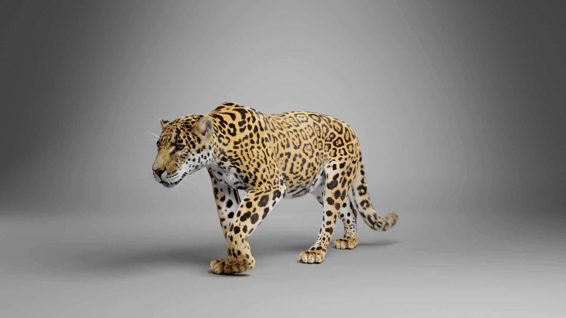 Jaguar-Panthera Onca- Animated   VFX Grace 3D model_10
