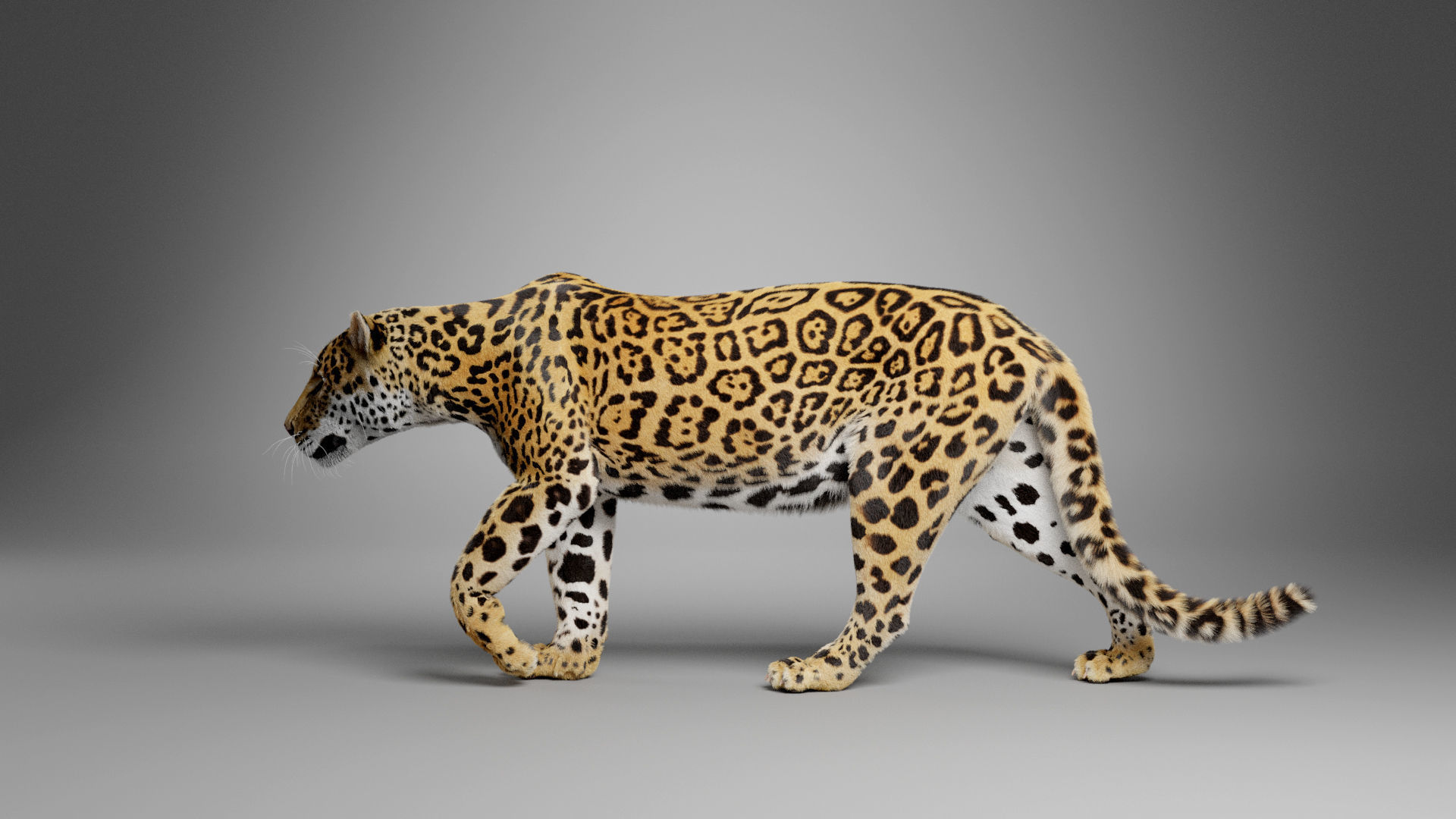 Jaguar-Panthera Onca- Animated   VFX Grace 3D model_9