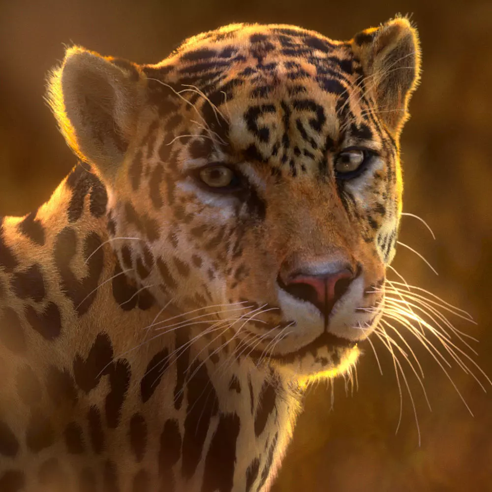 Jaguar-Panthera Onca- Animated   VFX Grace 3D model_0