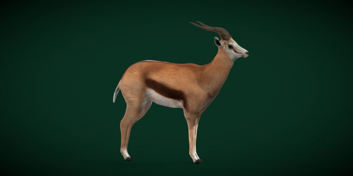 Springbok Antelope Animal  Low-poly 3D model_12