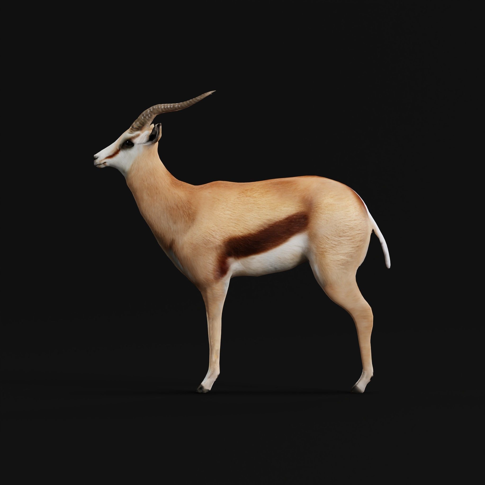 Springbok Antelope Animal  Low-poly 3D model_23