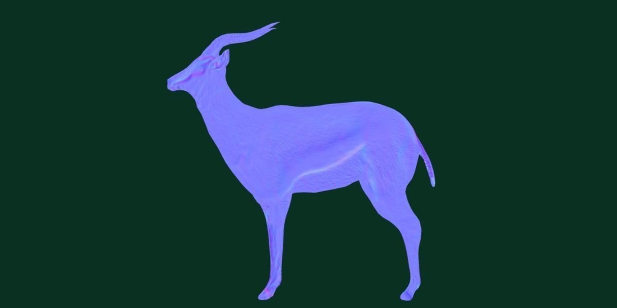 Springbok Antelope Animal  Low-poly 3D model_17