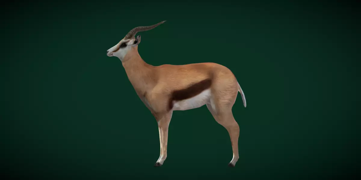 Springbok Antelope Animal  Low-poly 3D model_0