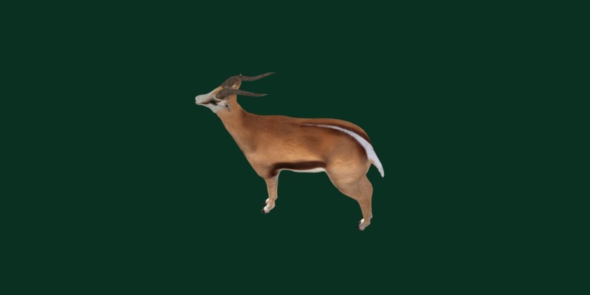 Springbok Antelope Animal  Low-poly 3D model_19