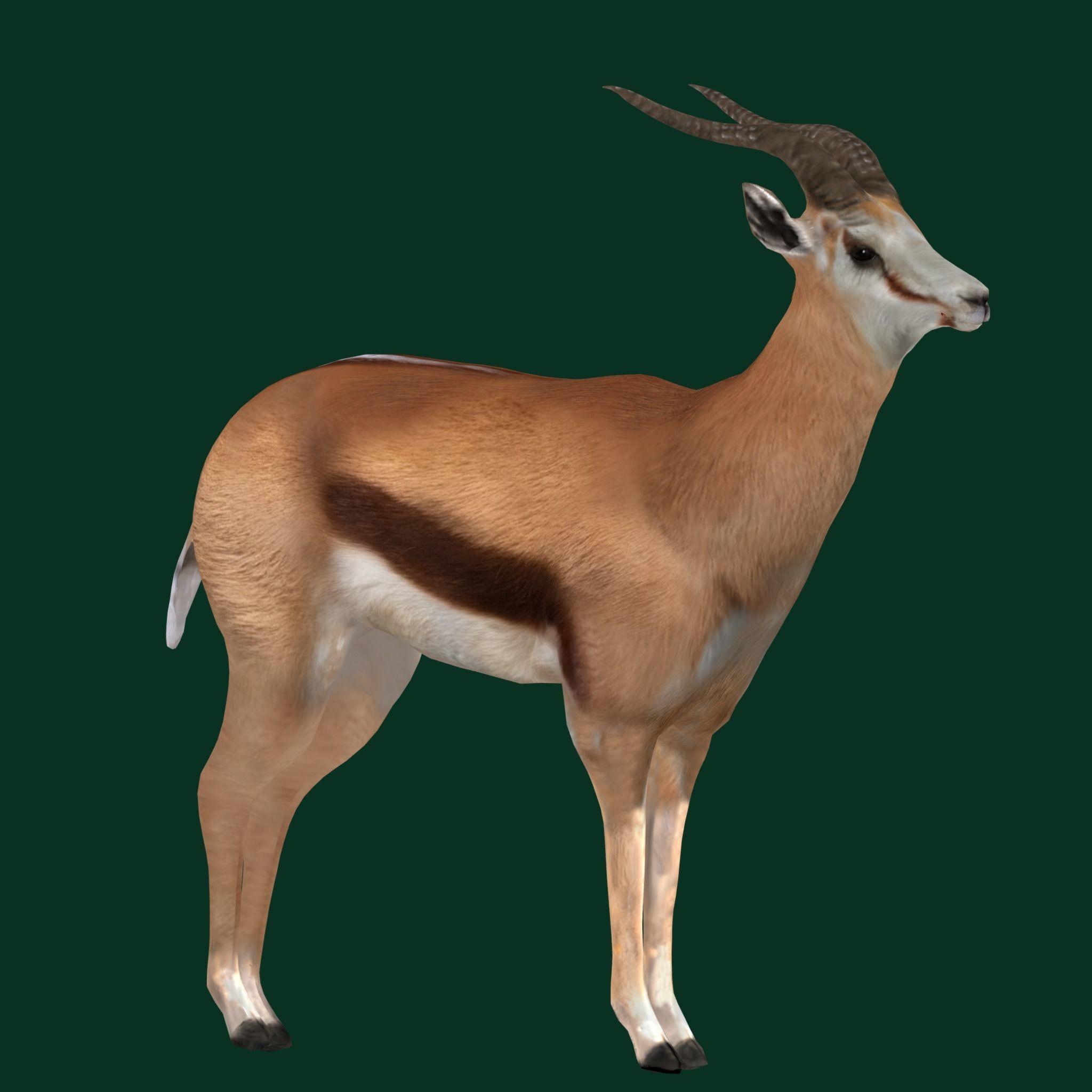 Springbok Antelope Animal  Low-poly 3D model_10