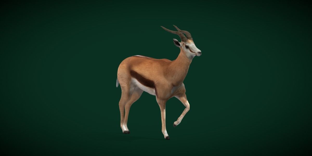 Springbok Antelope Animal  Low-poly 3D model_21