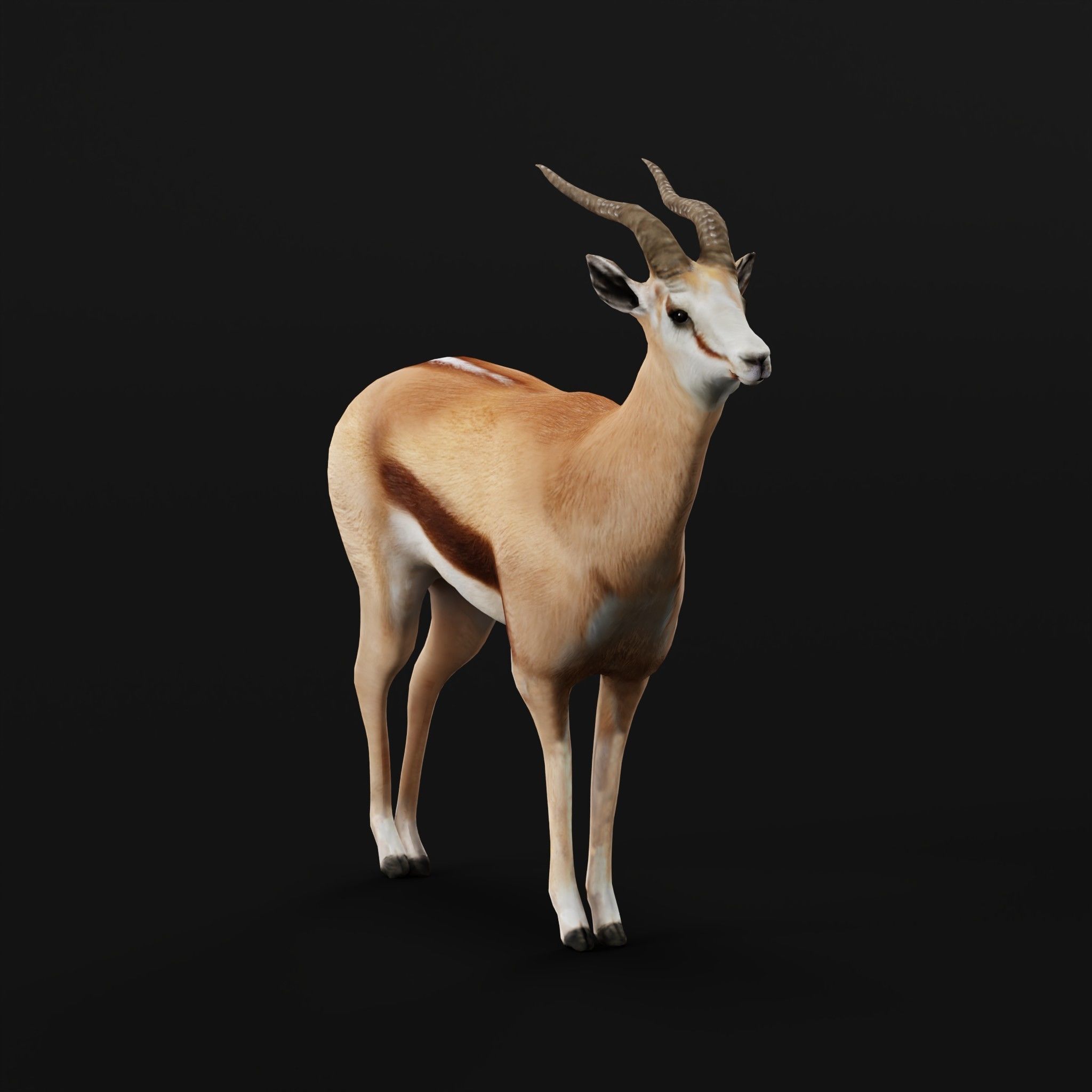 Springbok Antelope Animal  Low-poly 3D model_24