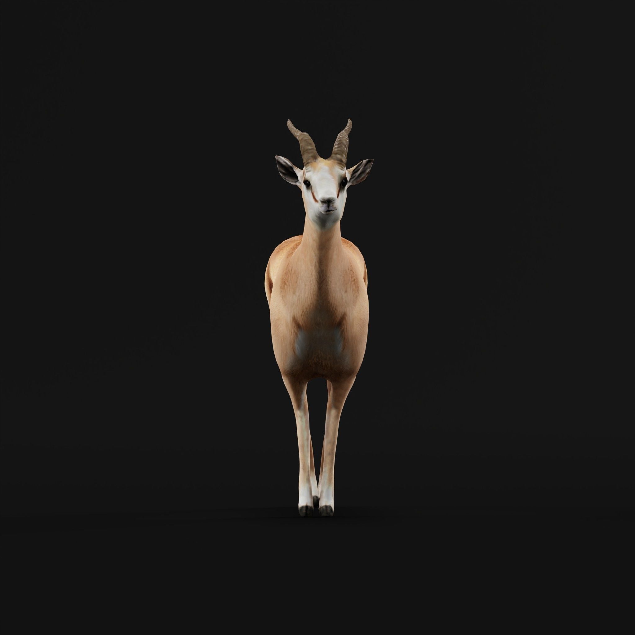 Springbok Antelope Animal  Low-poly 3D model_22