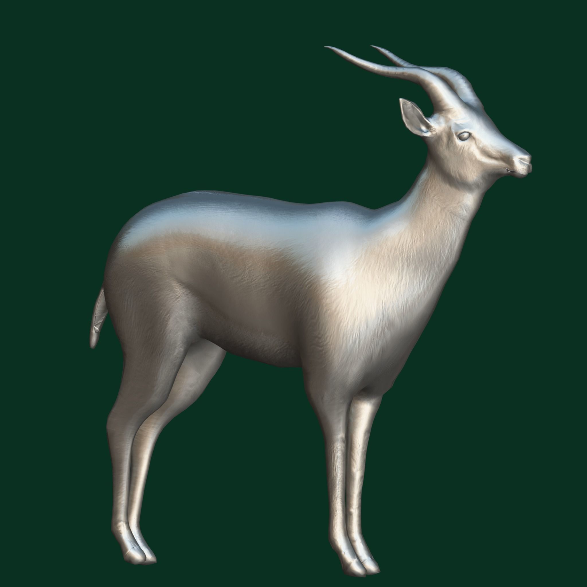 Springbok Antelope Animal  Low-poly 3D model_13