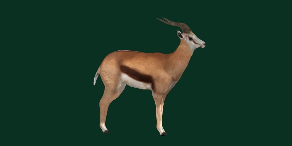 Springbok Antelope Animal  Low-poly 3D model_16