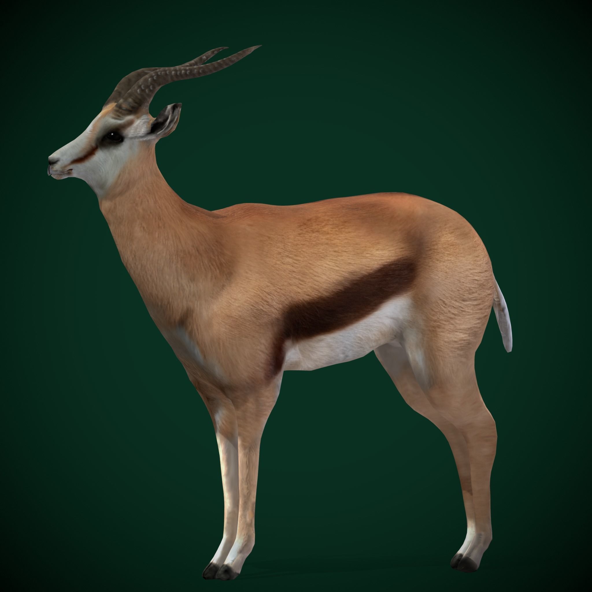 Springbok Antelope Animal  Low-poly 3D model_9