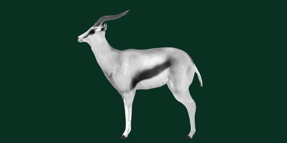 Springbok Antelope Animal  Low-poly 3D model_18