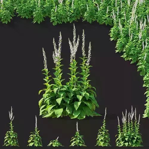 Verbascum white flower