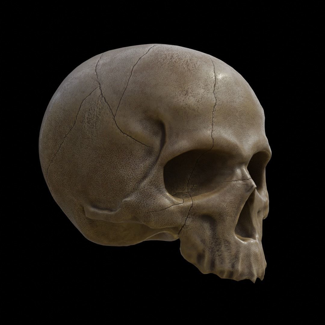 Skull Low-poly 3D model_2