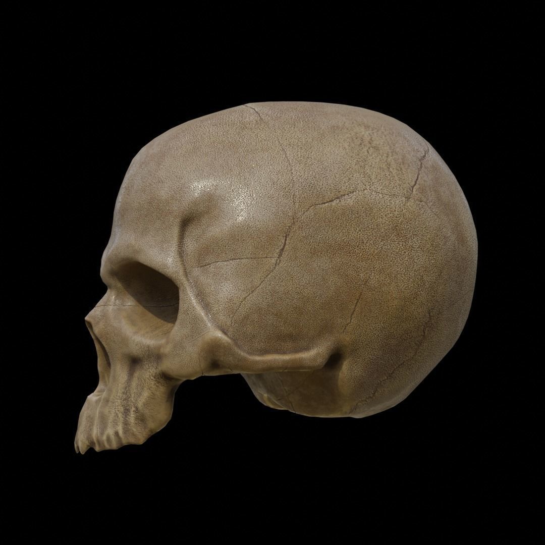 Skull Low-poly 3D model_4