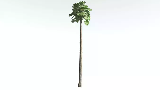 EVERYPlant Australian Fan Palm LowPoly 1 --16 Models-- Low-poly 3D model