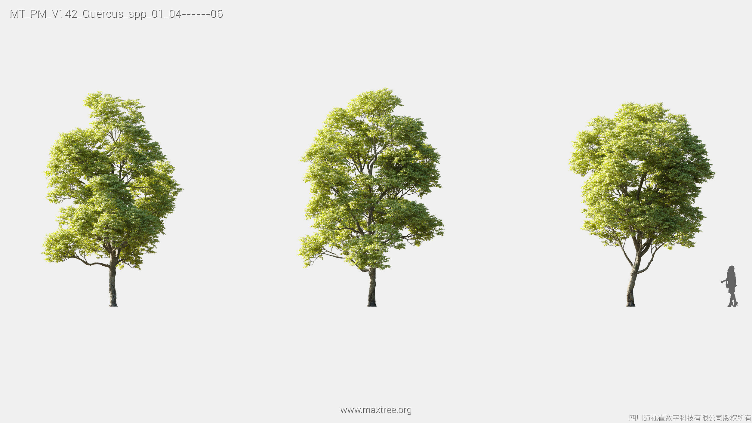 Maxtree Plant Models Vol 142 - Mesh 3D model_26