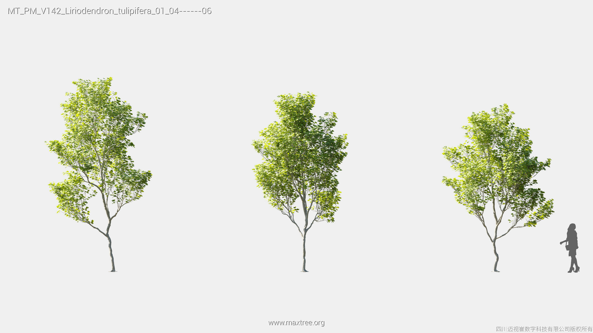 Maxtree Plant Models Vol 142 - Mesh 3D model_14