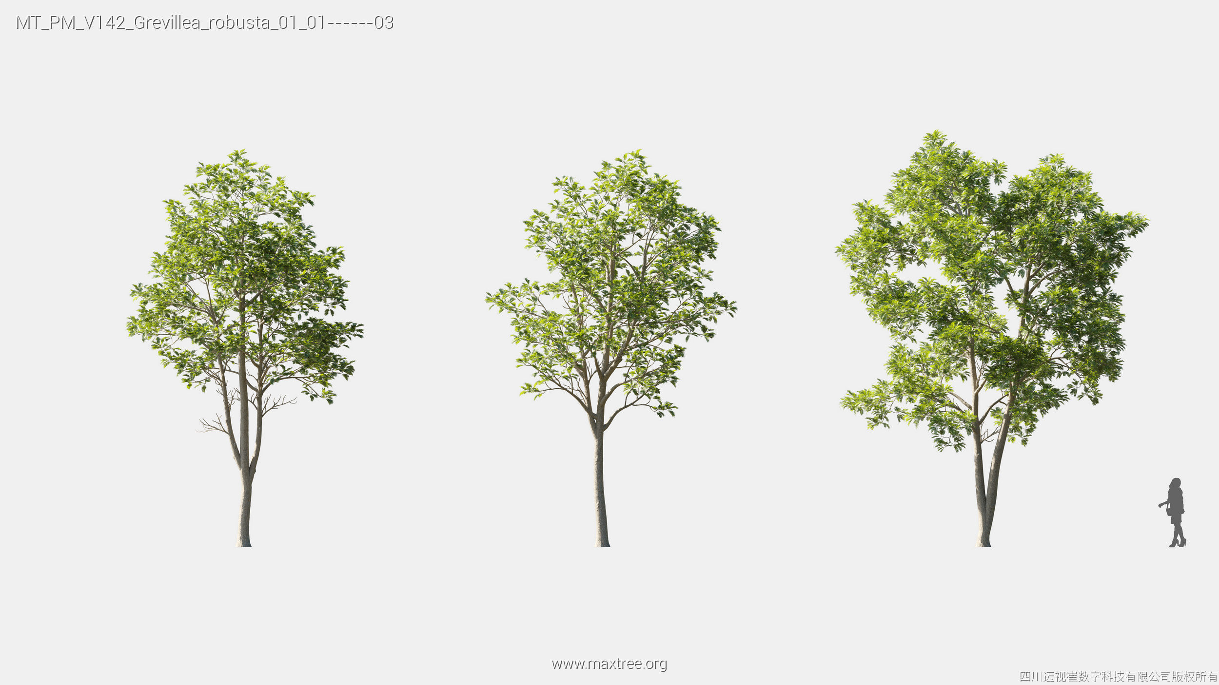 Maxtree Plant Models Vol 142 - Mesh 3D model_11