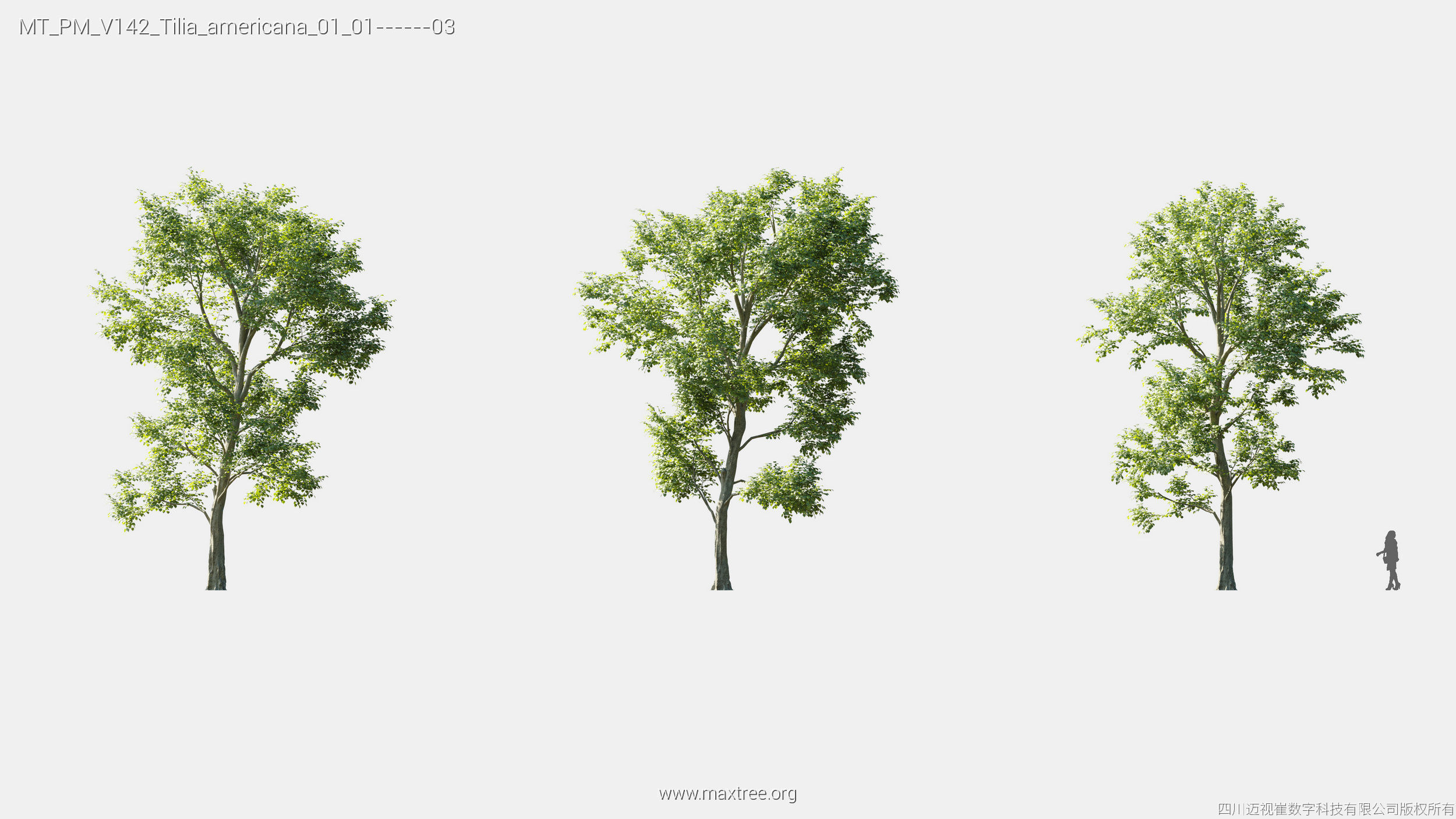 Maxtree Plant Models Vol 142 - Mesh 3D model_27