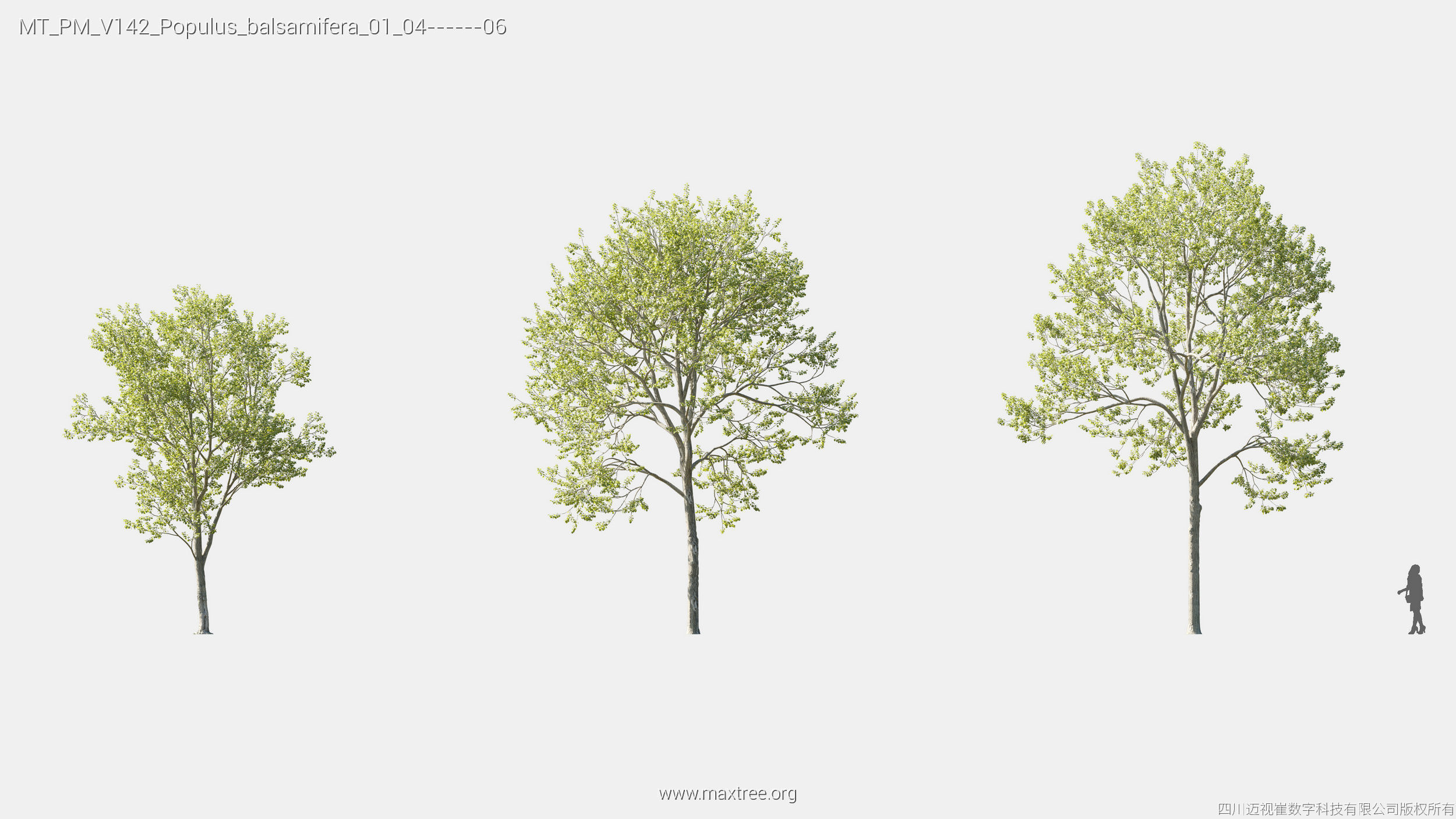 Maxtree Plant Models Vol 142 - Mesh 3D model_16