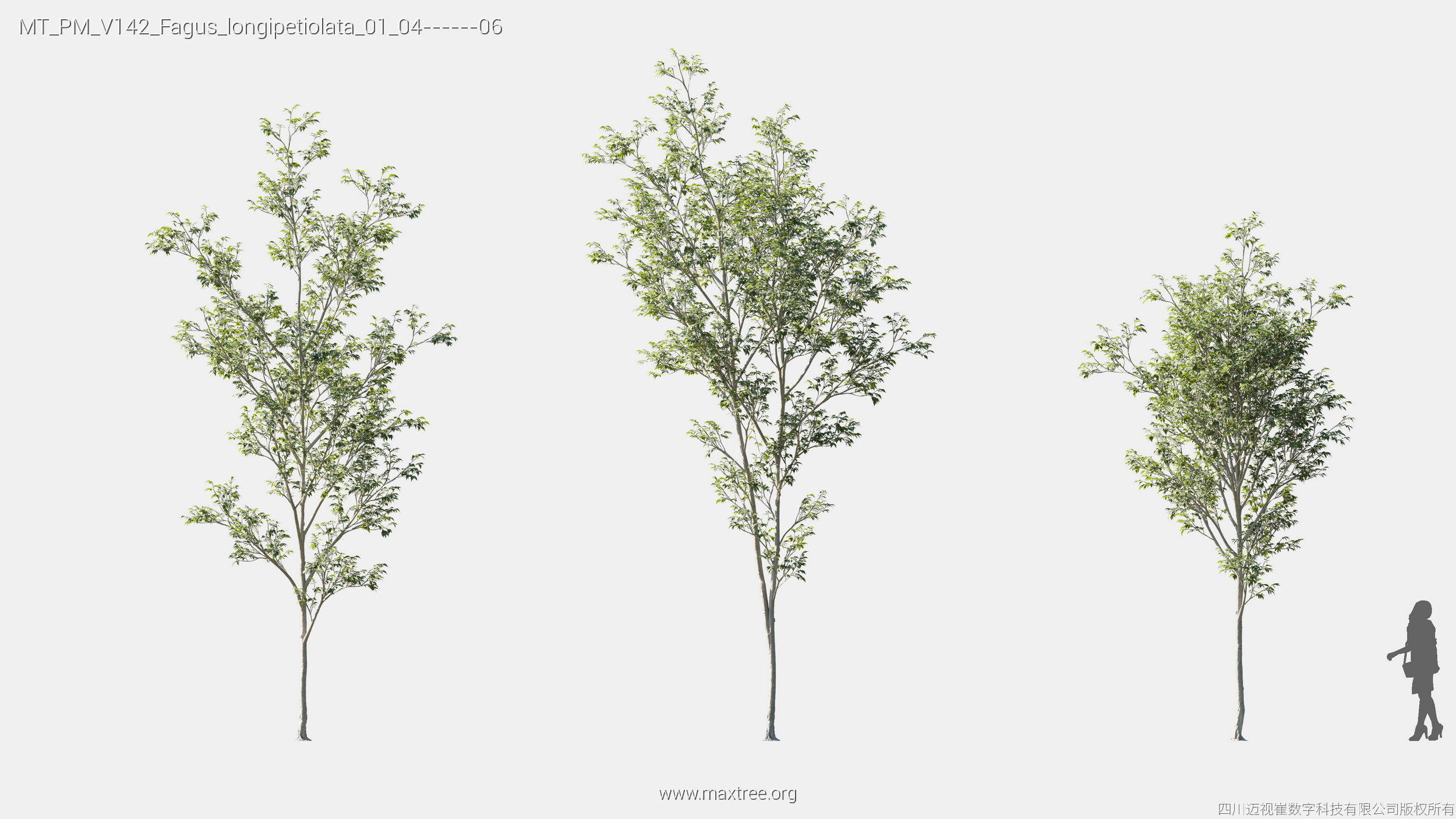 Maxtree Plant Models Vol 142 - Mesh 3D model_8