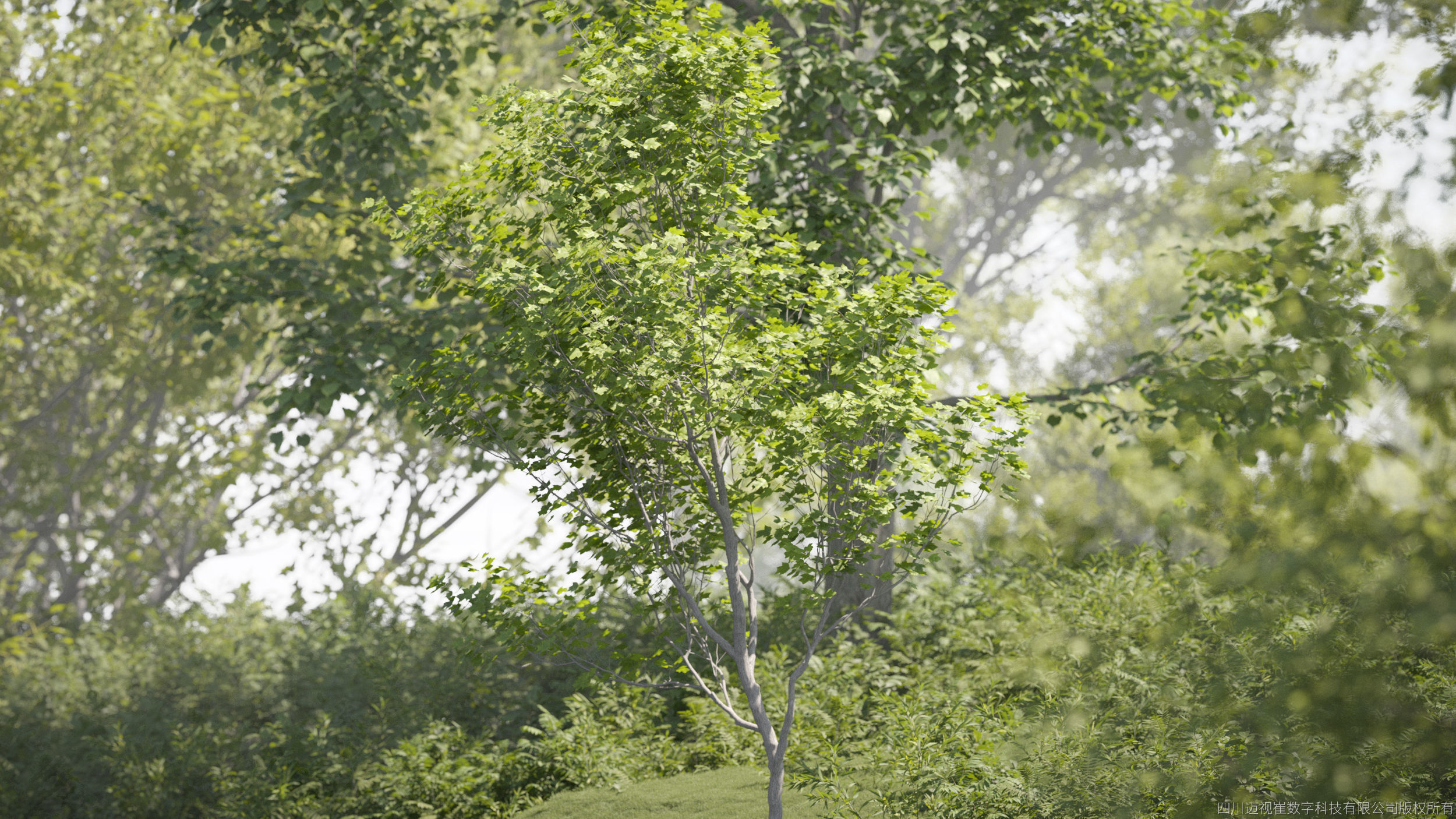 Maxtree Plant Models Vol 142 - Mesh 3D model_1