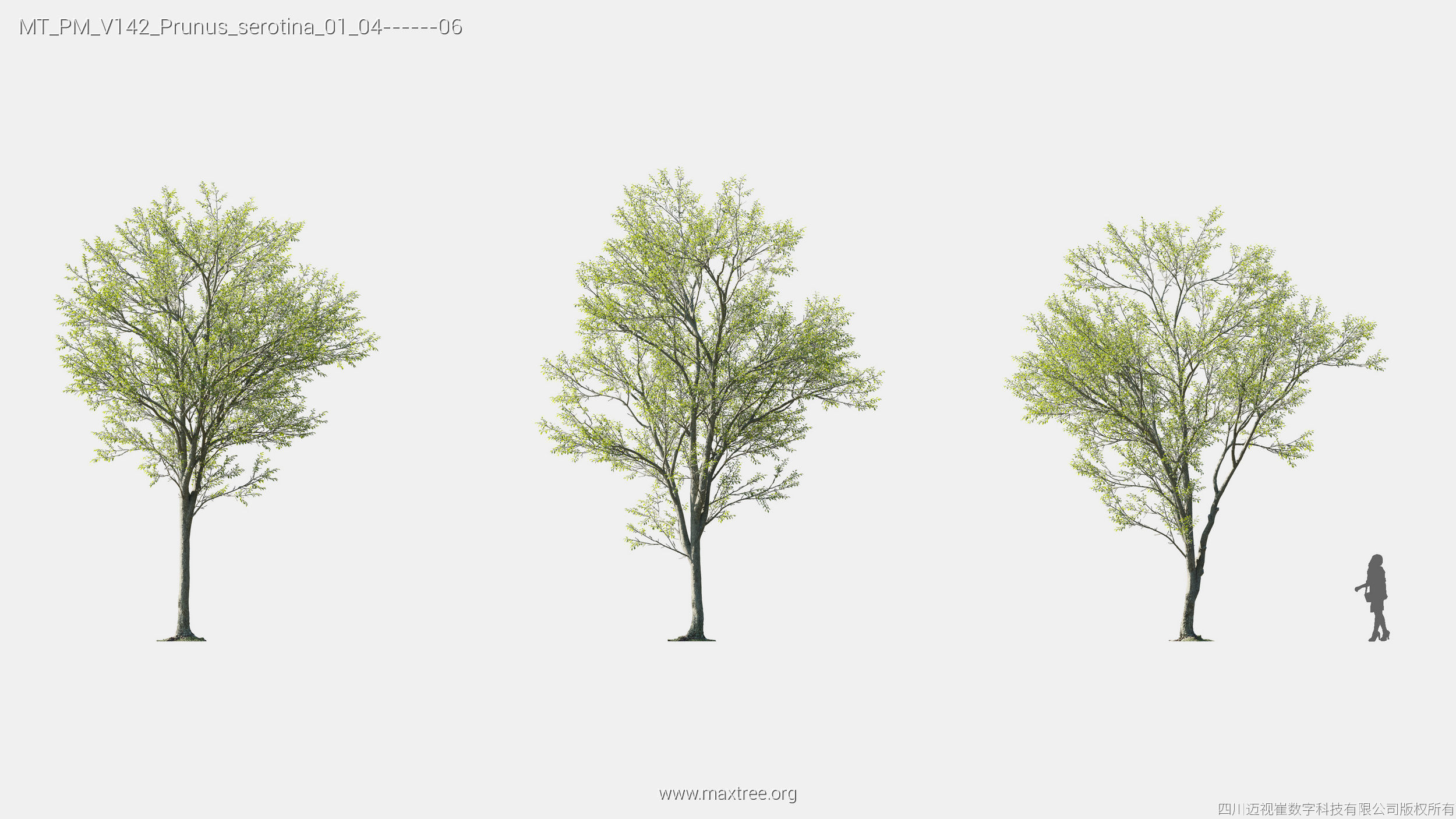 Maxtree Plant Models Vol 142 - Mesh 3D model_20