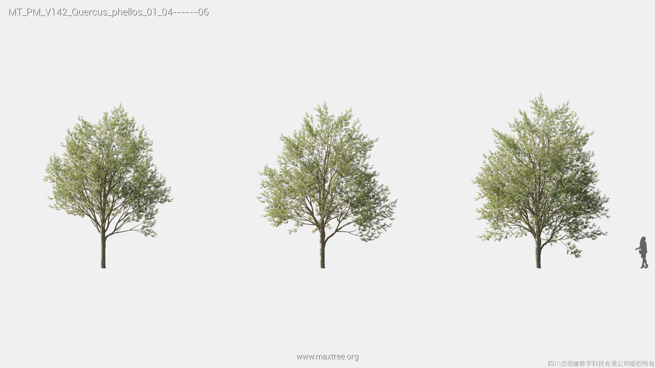 Maxtree Plant Models Vol 142 - Mesh 3D model_22