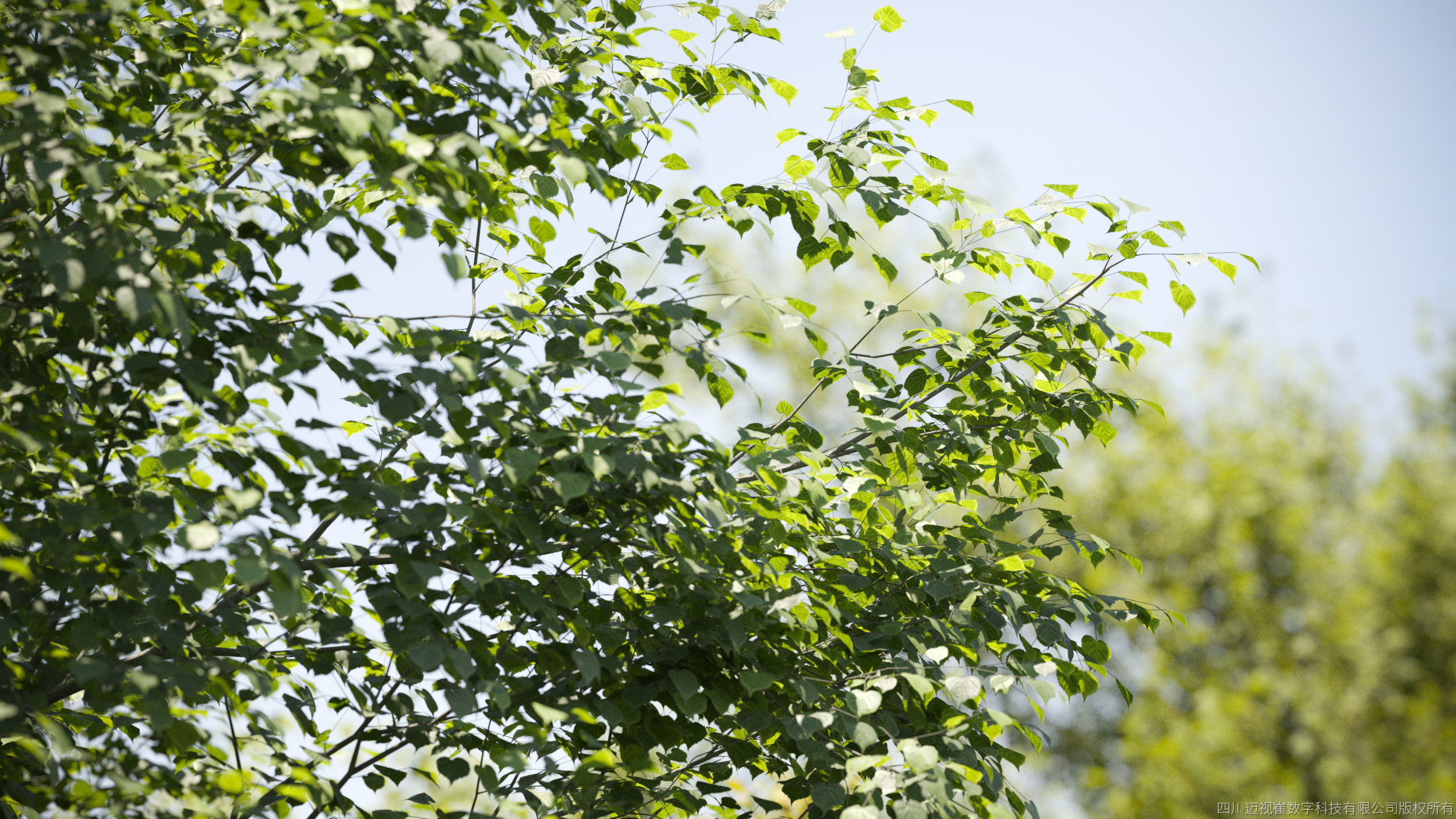 Maxtree Plant Models Vol 142 - Mesh 3D model_3