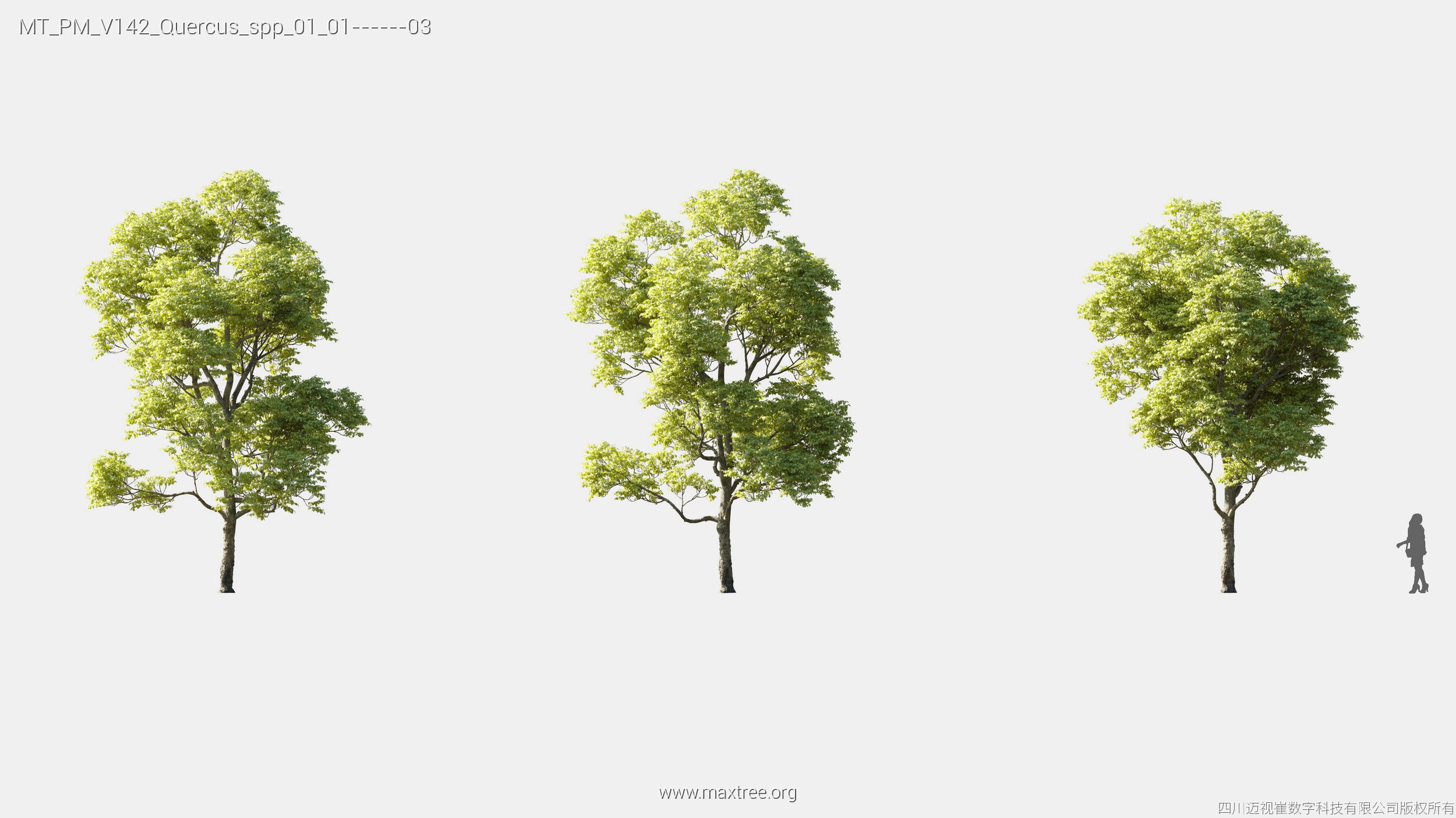 Maxtree Plant Models Vol 142 - Mesh 3D model_25