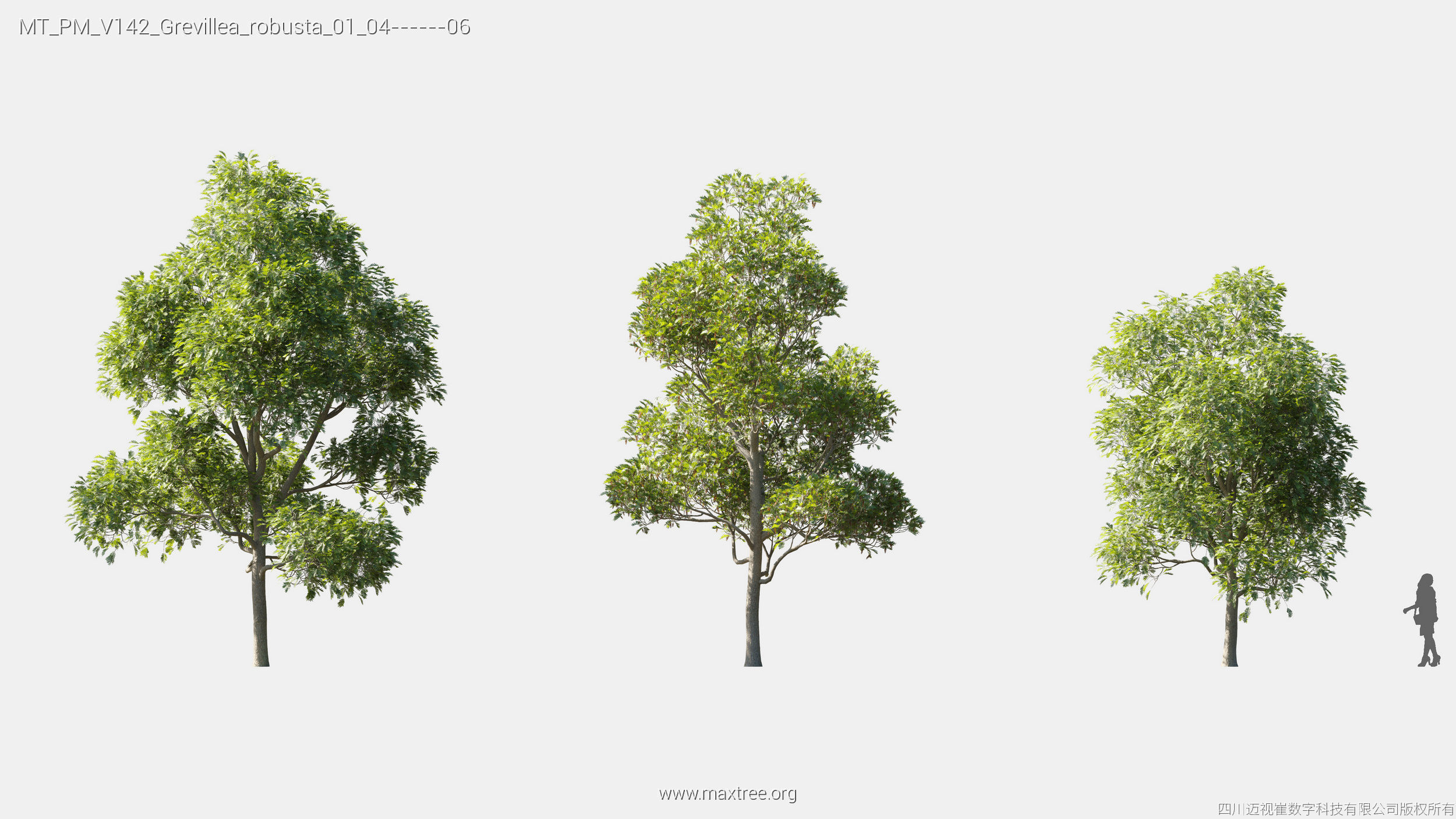 Maxtree Plant Models Vol 142 - Mesh 3D model_12