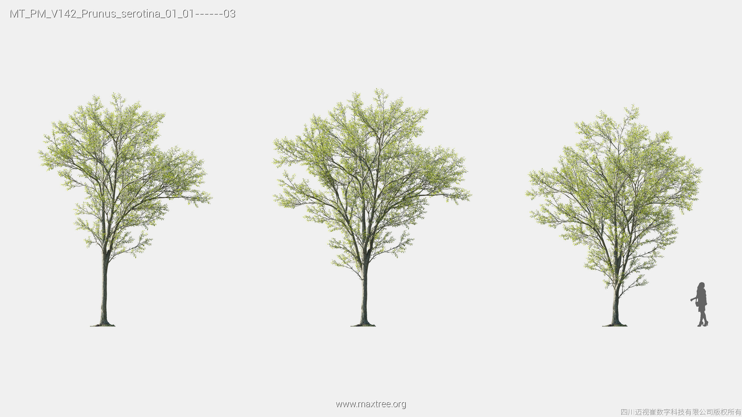 Maxtree Plant Models Vol 142 - Mesh 3D model_19