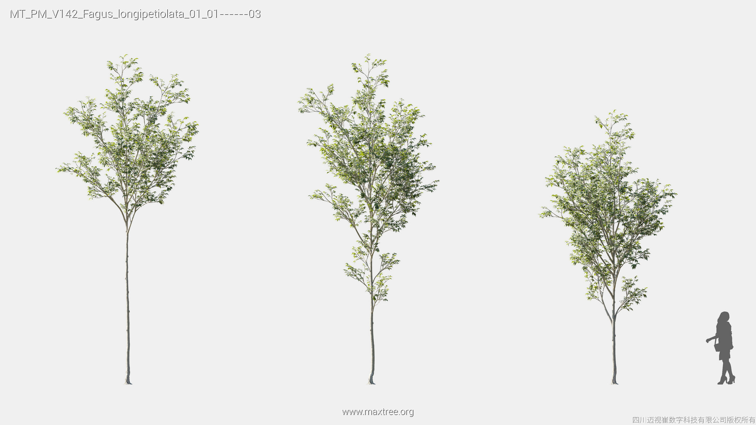 Maxtree Plant Models Vol 142 - Mesh 3D model_7