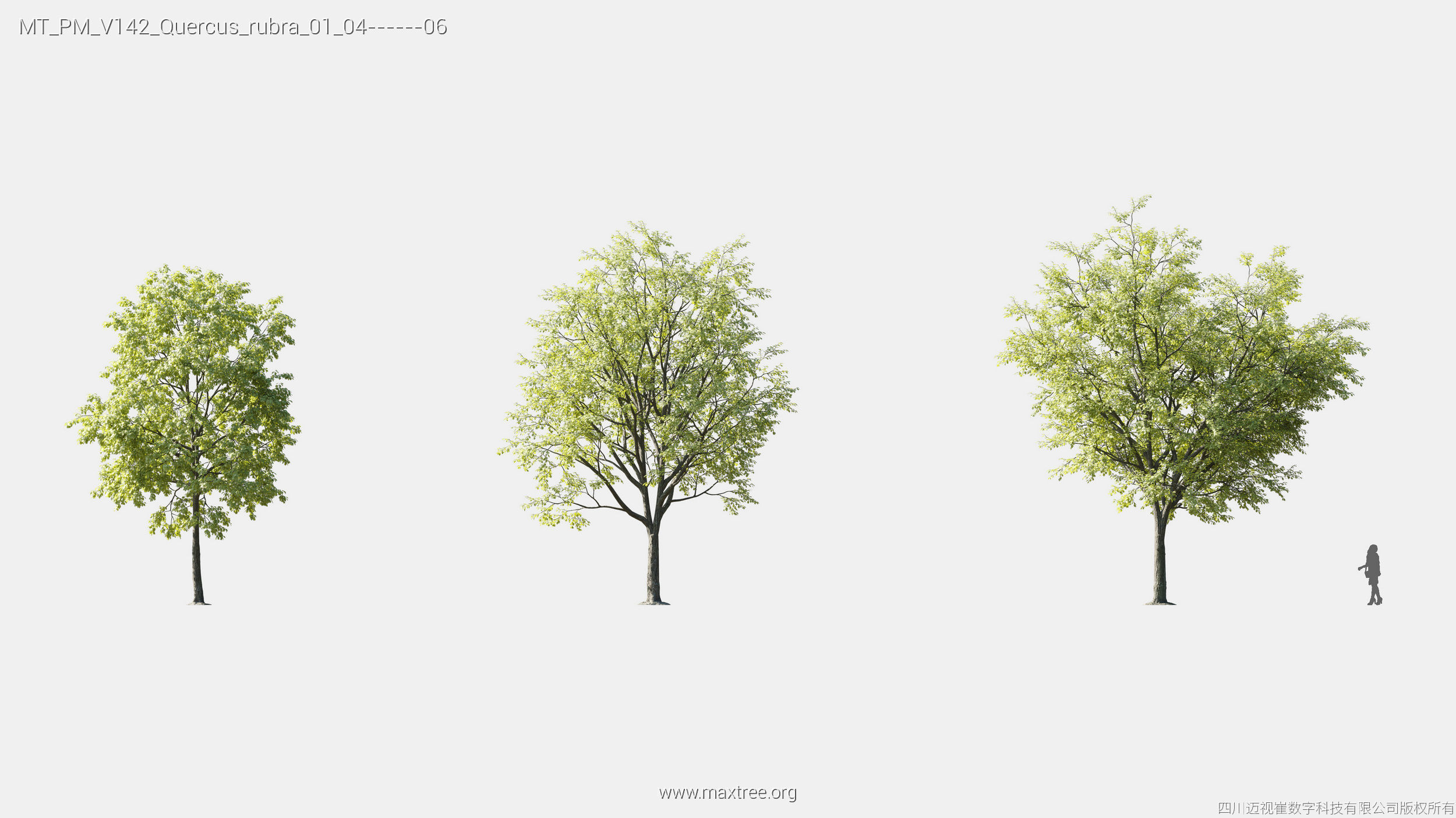 Maxtree Plant Models Vol 142 - Mesh 3D model_24